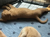 Golden Retrievers, a female Golden Retriever for sale in Jackson, GA – 9 of 10