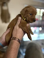 Yellow/bright yellow (girl), a female Golden Retriever for sale in Jackson, GA – 8 of 10