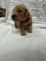 Red ( Boy), a male Golden Retriever for sale in Jackson, GA – 2 of 3