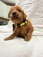 Yellow (girl), a female Golden Retriever for sale in Jackson, GA – 1 of 4