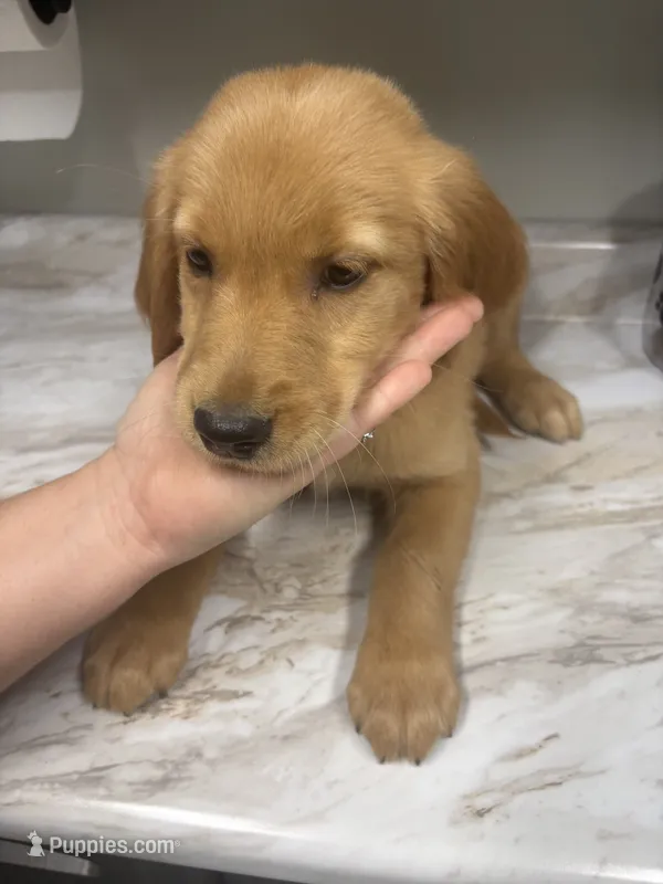Red (boy) – Golden Retriever puppy for sale in Jackson, GA