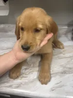 Red (boy), a male Golden Retriever for sale in Jackson, GA – 1 of 2