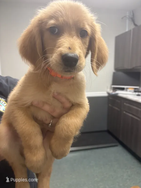 Orange (Boy) – Golden Retriever puppy for sale in Jackson, GA