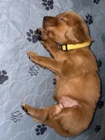 Yellow/bright yellow (girl), a female Golden Retriever for sale in Jackson, GA – 5 of 10