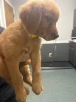 Yellow (Girl), a female Golden Retriever for sale in Jackson, GA – 1 of 2