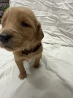 Golden Retrievers, a female Golden Retriever for sale in Jackson, GA – 6 of 8