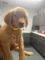Yellow (Girl), a female Golden Retriever for sale in Jackson, GA – 2 of 2