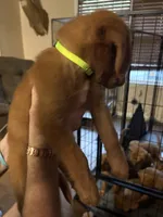 Yellow/bright yellow (girl), a female Golden Retriever for sale in Jackson, GA – 10 of 10