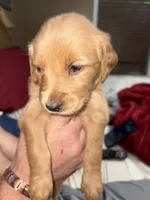 Orange (boy), a male Golden Retriever for sale in Jackson, GA – 8 of 8