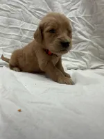 Red ( Boy), a male Golden Retriever for sale in Jackson, GA – 3 of 3