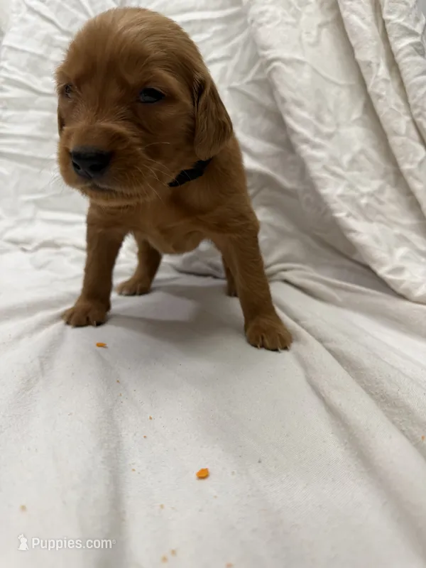 Black (Boy) – Golden Retriever puppy for sale in Jackson, GA