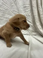 Brown (boy), a male Golden Retriever for sale in Jackson, GA – 3 of 3
