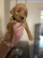 Yellow/bright yellow (girl), a female Golden Retriever for sale in Jackson, GA – 7 of 10
