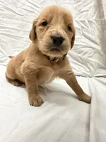 Brown (boy), a male Golden Retriever for sale in Jackson, GA – 1 of 3