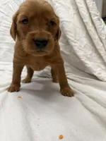 Black (Boy), a male Golden Retriever for sale in Jackson, GA – 2 of 2