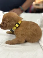 Yellow (girl), a female Golden Retriever for sale in Jackson, GA – 3 of 4