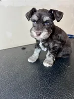 Liver tan, a male Miniature Schnauzer for sale in Prestonsburg, KY – Photo 2 of 2