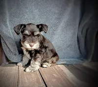 Liver tan, a male Miniature Schnauzer for sale in Prestonsburg, KY – Photo 1 of 2