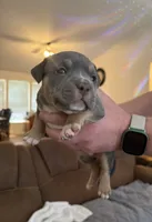 Girl , a female American Bully for sale in Manhattan, IL – 2 of 4