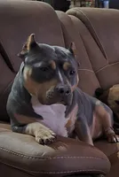 Danny, a male American Bully for sale in Manhattan, IL – 3 of 4