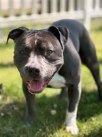 Danny, a male American Bully for sale in Manhattan, IL – 4 of 4