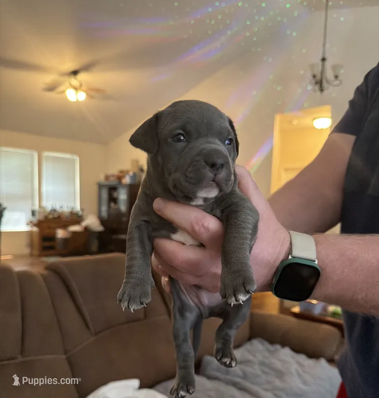 Danny – American Bully puppy for sale in Manhattan, IL