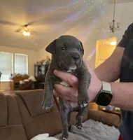 Danny, a male American Bully for sale in Manhattan, IL – 1 of 4