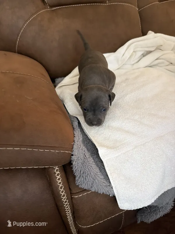 Girl  – American Bully puppy for sale in Manhattan, IL