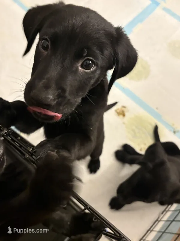 Shadow – Golden Retriever, Labrador Retriever puppy for sale in Tracy, CA