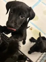 Shadow, a male Golden Retriever and Labrador Retriever for sale in Tracy, CA – 1 of 2