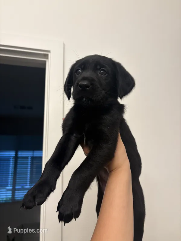 Lina – Golden Retriever, Labrador Retriever puppy on hold in Tracy, CA