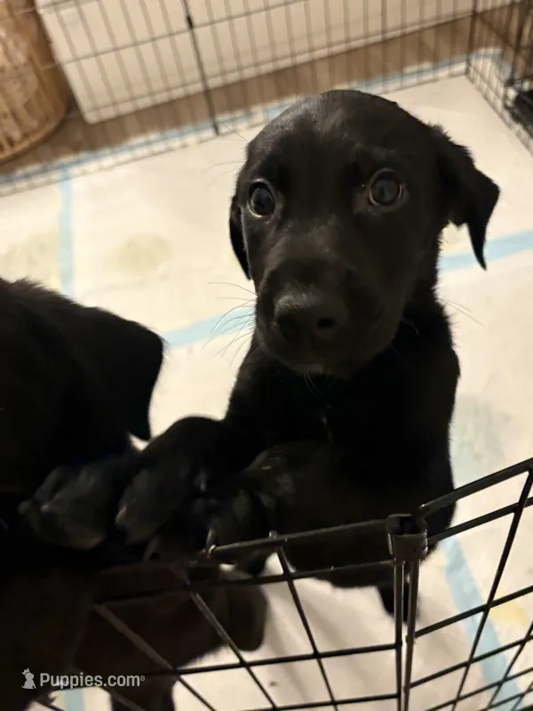 Bear – Golden Retriever, Labrador Retriever puppy for sale in Tracy, CA