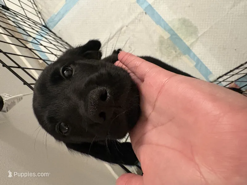 Pepper – Golden Retriever, Labrador Retriever puppy for sale in Tracy, CA