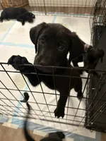 Nova, a male Golden Retriever and Labrador Retriever for sale in Tracy, CA – 3 of 3