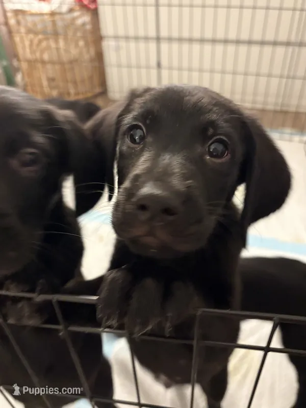 Nova – Golden Retriever, Labrador Retriever puppy on hold in Tracy, CA