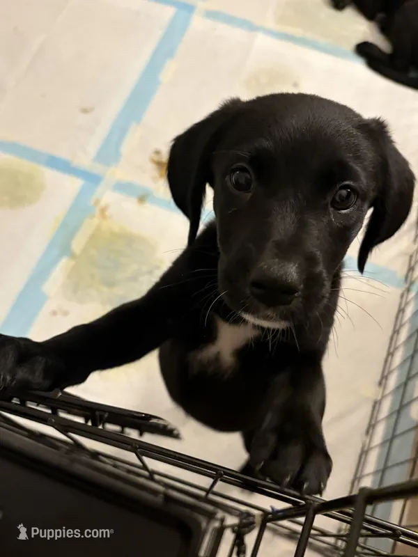 Chichi – Golden Retriever, Labrador Retriever puppy for sale in Tracy, CA