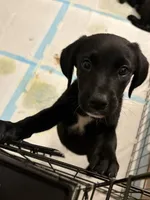 Chichi, a female Golden Retriever and Labrador Retriever for sale in Tracy, CA – 1 of 3