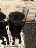 Shadow, a male Golden Retriever and Labrador Retriever for sale in Tracy, CA – 2 of 2