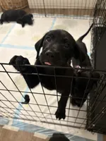 Nova, a male Golden Retriever and Labrador Retriever for sale in Tracy, CA – 2 of 3