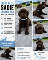 Benelli , a female Labrador Retriever for sale in Roberta, GA – 5 of 8