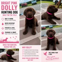 Benelli , a female Labrador Retriever for sale in Roberta, GA – 3 of 8
