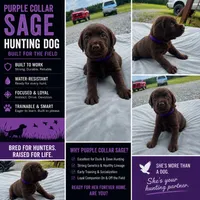 Benelli , a female Labrador Retriever for sale in Roberta, GA – 6 of 8