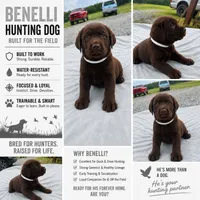 Benelli , a female Labrador Retriever for sale in Roberta, GA – 4 of 8
