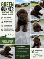 Benelli , a female Labrador Retriever for sale in Roberta, GA – 2 of 8