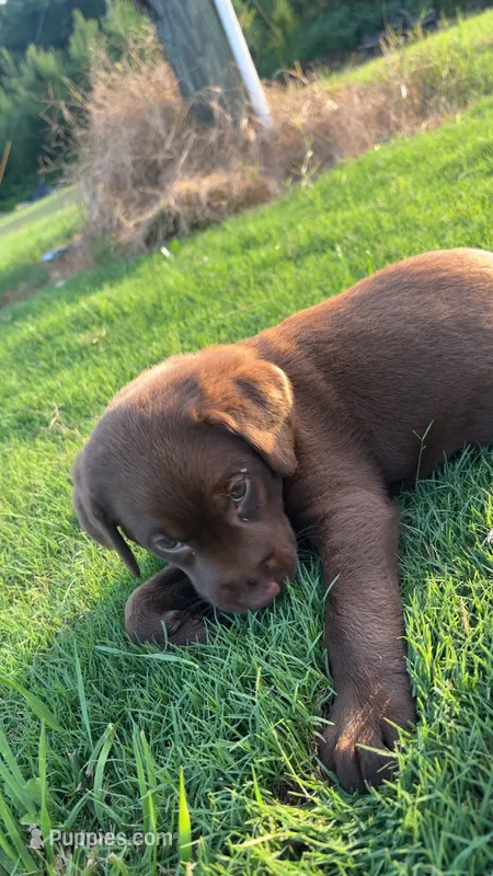Tbd  – Labrador Retriever puppy for sale in Roberta, GA