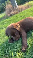 Tbd , a female Labrador Retriever for sale in Roberta, GA – 1 of 2