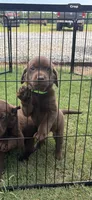 Tbd , a female Labrador Retriever for sale in Roberta, GA – 2 of 2