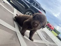 Drake , a male Labrador Retriever for sale in Roberta, GA – 2 of 2