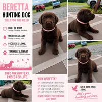Benelli , a female Labrador Retriever for sale in Roberta, GA – 7 of 8