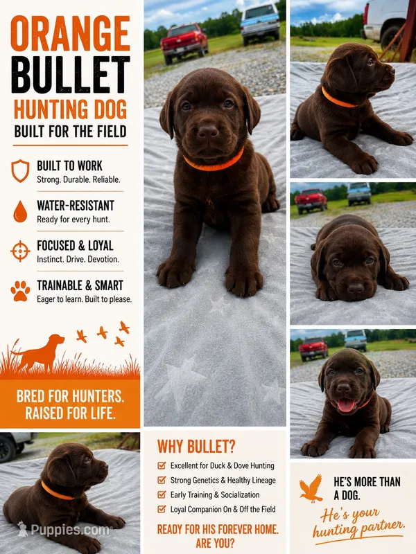 Benelli  – Labrador Retriever puppy for sale in Roberta, GA